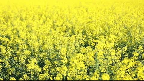 Field of Rapeseed Stock Footage 11072430