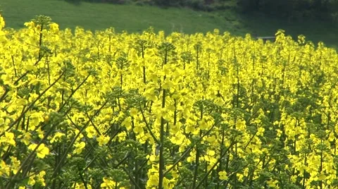Field of rapeseed Stockbeeldmateriaal 40387878