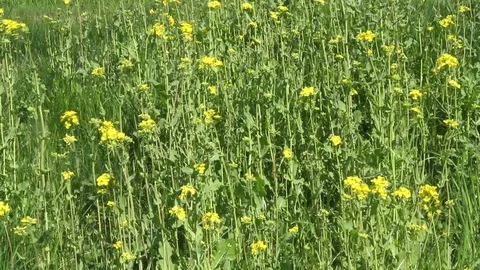 Field of rapeseed Stock Footage 74705430