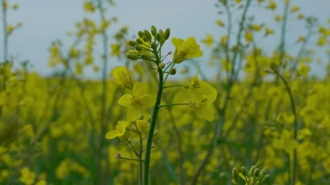 Field of rapeseed Stock Footage 313621955