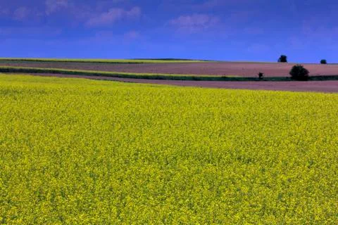Field of rapeseed Foto stock