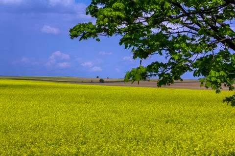 Field of rapeseed Stock Photos