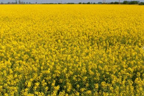 Field of rapeseed Stock Photos