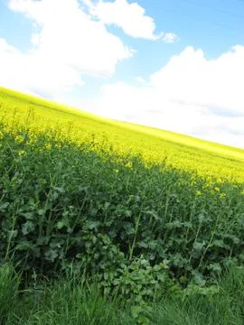 Field of rapeseed Stock Photos