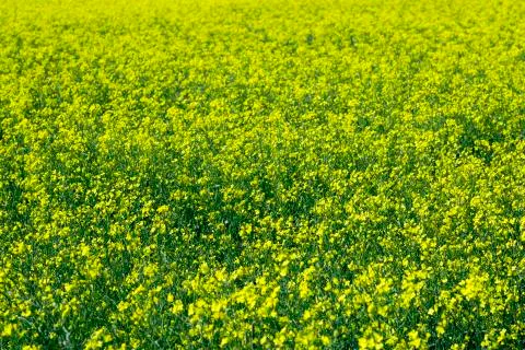 Field of Rapeseed Stock-Fotos