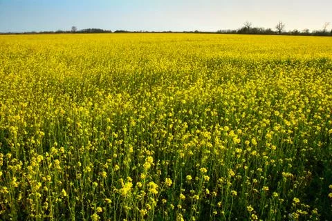 Field of rapeseed Stock Photos