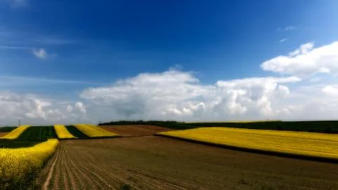 Field of rapeseed.. Stock Photos
