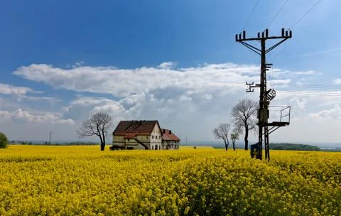 Field of rapeseed.. Stock Photos