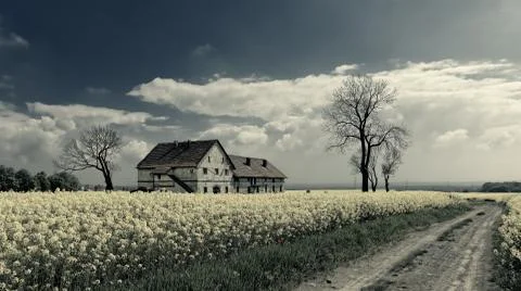 Field of rapeseed.. Stock Photos