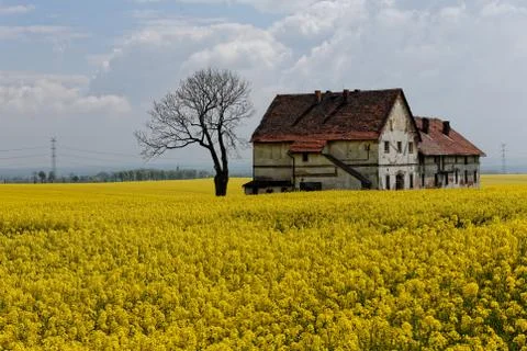 Field of rapeseed.. Stock Photos