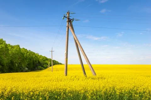 Field of rapeseed Stock Photos
