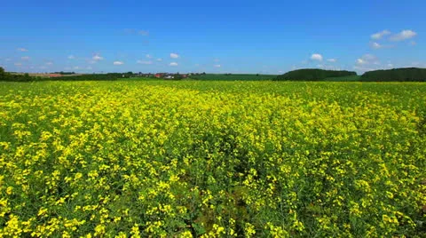 Field of rapeseed plant for green energy Stock Footage