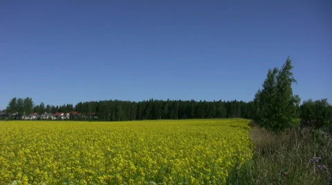 Field of rapeseed plants Stock Footage