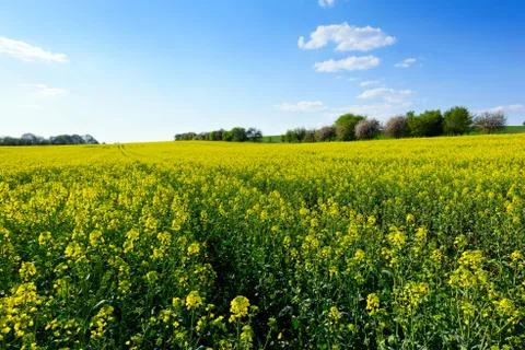 Field of rapeseed in spring Stock Photos