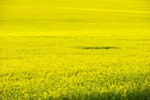 Field of rapeseed in spring Foto stock