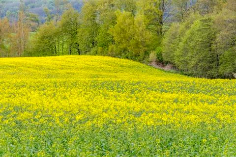 Field of rapeseed at spring time Stock Photos