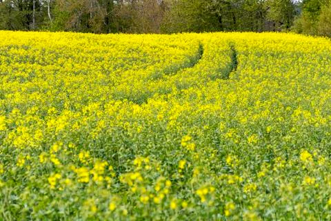 Field of rapeseed at spring time Stock Photos