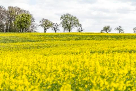 Field of rapeseed at spring time Stock Photos