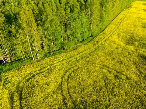 Field of rapeseed at summer Stock Photos