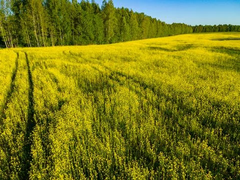 Field of rapeseed at summer Stock Photos