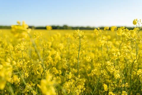 Field of rapeseed at summer Stock Photos