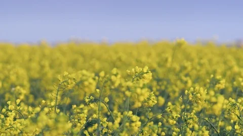 Field of rapessed focus shift Stock Footage 109276589