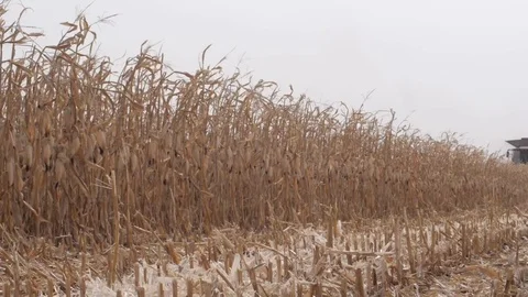 The field is ready to harvest corn Stock Footage 73944091