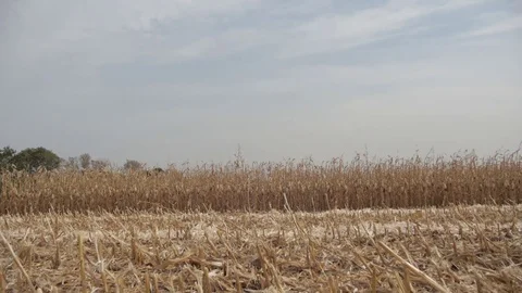 The field is ready to harvest corn Stock Footage 73944238