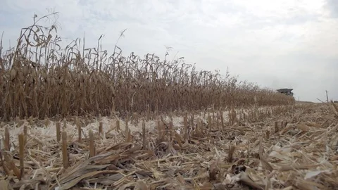 The field is ready to harvest corn Stock Footage 73944314