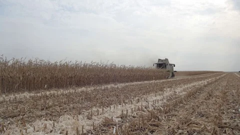 The field is ready to harvest corn Stock Footage 73944357