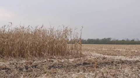 The field is ready to harvest corn Stock Footage 73944462