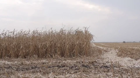 The field is ready to harvest corn Stock Footage 73944579