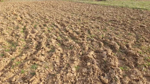Field ready for paddy nursery. Stock Footage 197521728