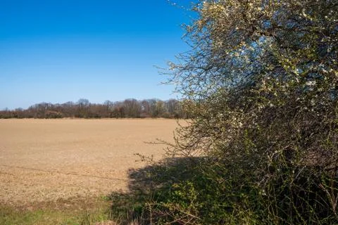 Field ready for seedling in spring Stock Photos