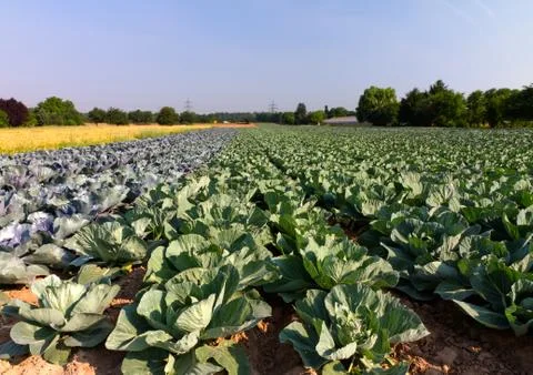 Field with Red and White Cabbage (lat. Brassica oleracea) Fotos Stock
