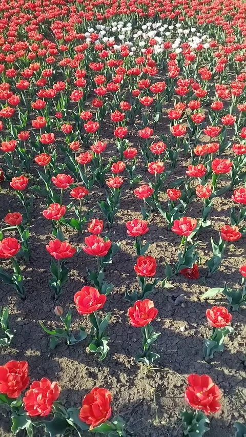 Field of red and white double tulips blooming in the garden during spring Stock-Footage 333514583