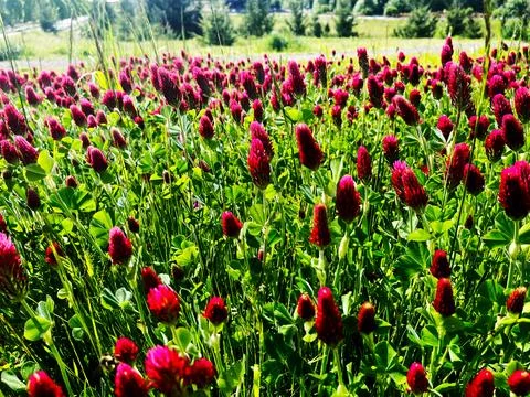A field of red clover Stock Photos