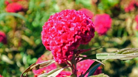 Field of red Cockscomb or Crested celosia in the park Video stock 101613387