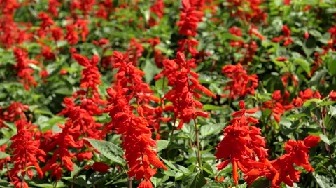 Field of red flowers. 4K resolution Stock Footage 51367774
