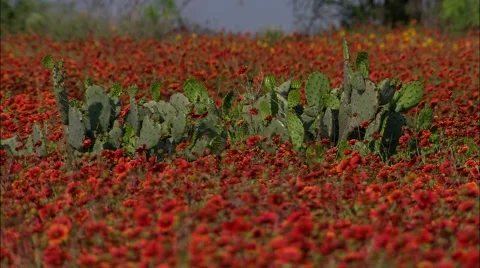 Field of red flowers Stock Footage 55029036