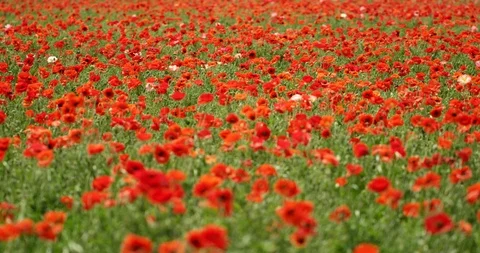 Field of Red Flowers Stock Footage 97128855