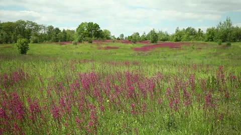 Field of red flowers. Vidéo 147750586