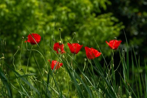Field of red flowers in spring Stock Photos