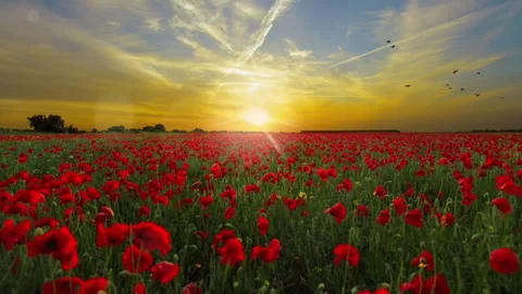 A field of red flowers at sunset with a cloudy sky. Stock Footage 279862499