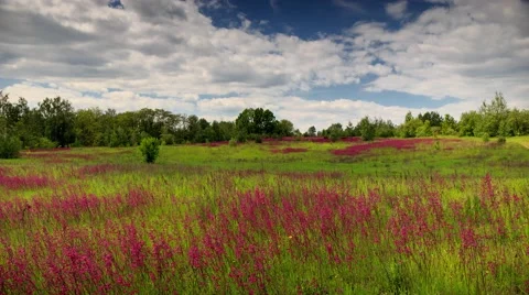 Field of red flowers. Timelapse. Видео 63852841