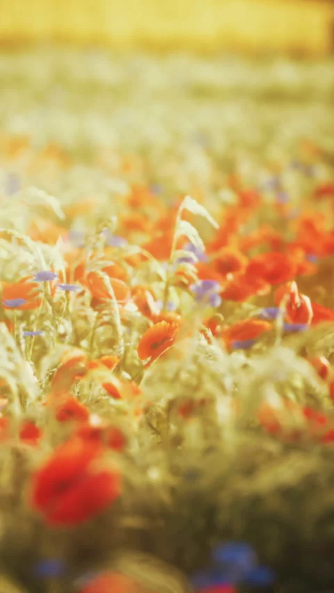 Field of red flowers under sunlight in spring season Stock Footage 346757100