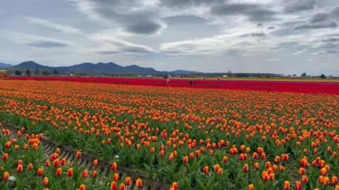 Field of red-orange and red tulips on the mountains background Stock Footage 240455603