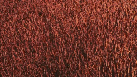 Field of red plants grows in sunlight during warm afternoon Stock Footage 339470095