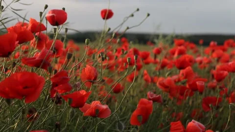 Field of red poppies 03 Video stock 169104751