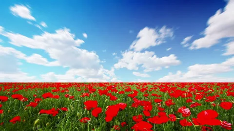 Field of red poppies and cloudy sky Stock Footage 32195750
